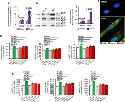 Protective Role of Testicular Hormone INSL3 From Atrophy and Weakness in Skeletal Muscle